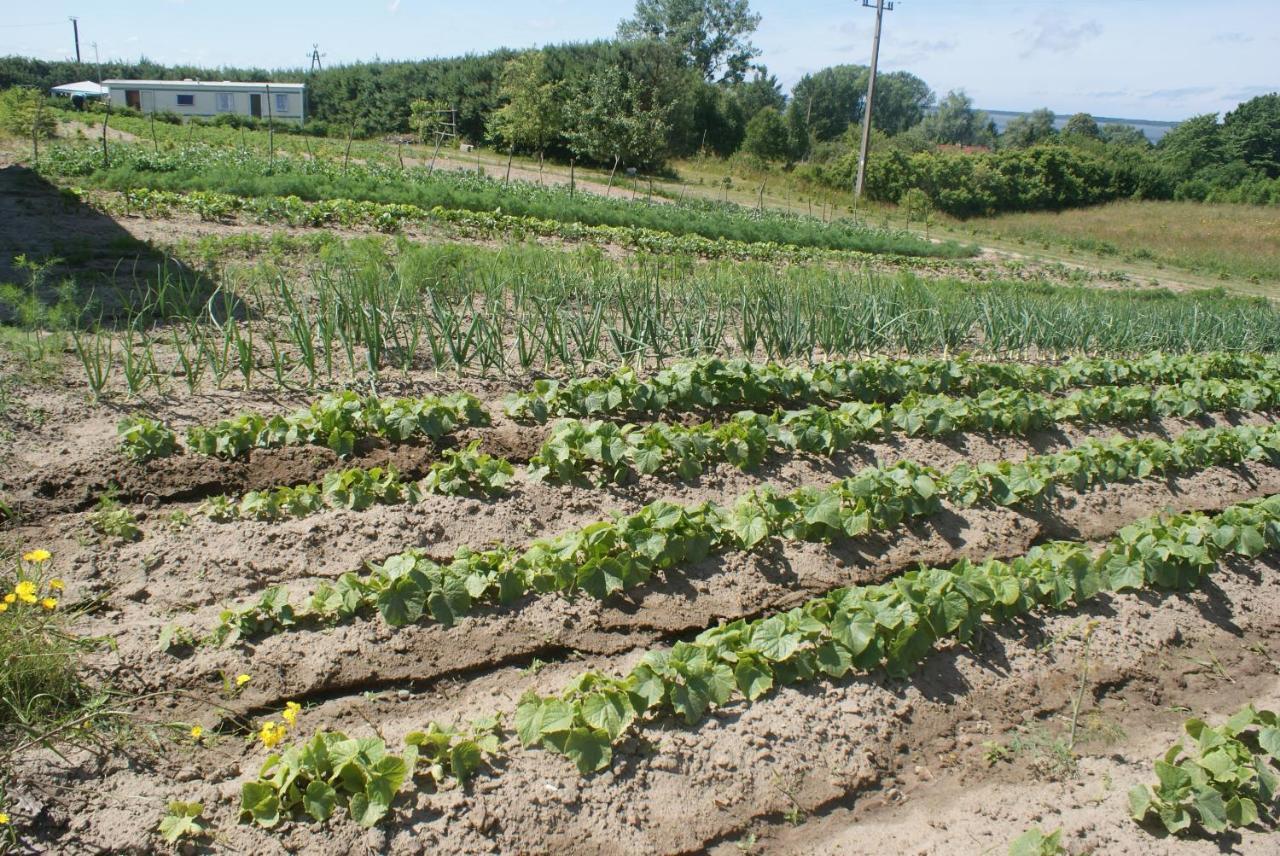 Agrodomki Okej -Dom Koko Gardna Wielka Kültér fotó